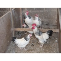 LIGHT SUSSEX BANTAM HATCHING EGGS.